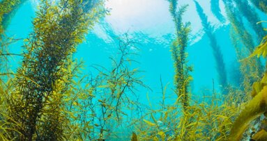 Award-winning seaweed drug helps fight disease