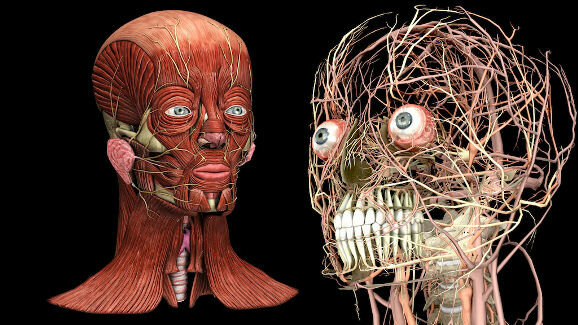 Cabeça e pescoço digitais em 3-D para revolucionarem os treinamentos odontológicos