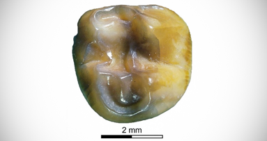Fossil molars offer insight into kangaroo ancestors