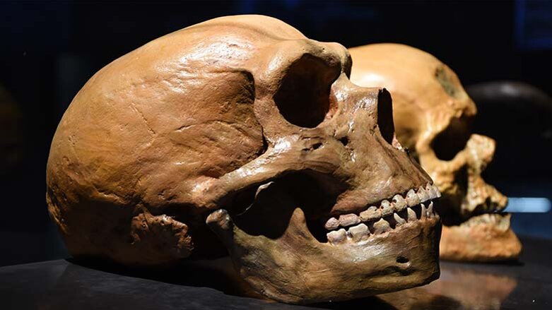 Nouvel éclairage sur l’histoire de l’homme de Néandertal et de l’Homo sapiens