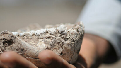 New human ancestor discovered in Ethiopia based on fossil teeth