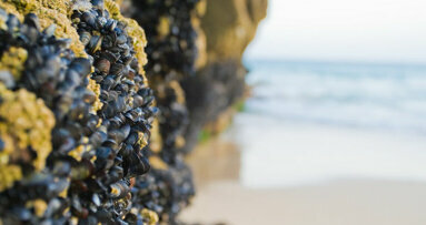 Mussel-inspired substance may remineralise sensitive teeth