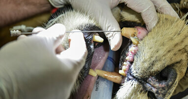 Lions, Dolphins and more: Saving animals’ teeth with root canal treatment from Dentsply Sirona Endodontics
