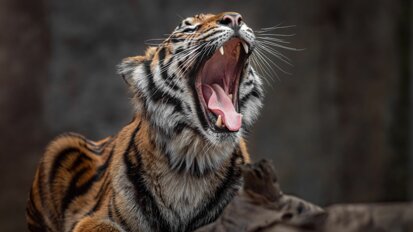 Column Richard Mastwijk: De tandeloze tijger