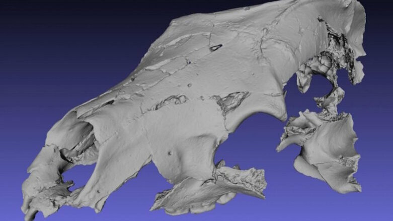 Researchers identify primitive fossil bear with a sweet tooth