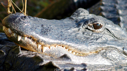 Учени изследват регенеративния потенциал на зъбите при алигатори