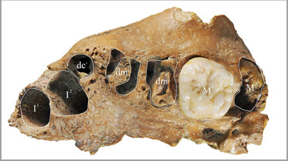 Oldest East Asian hominin fossil displays modern human dental development