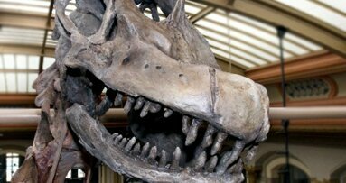 Scientists use teeth to measure temp of dino blood