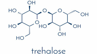 Study shows trehalose responsible for C. difficile outbreaks