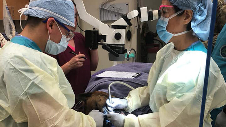 Military working dog undergoes root canal treatment