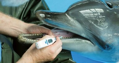 Salvato un delfino grazie alle moderne tecniche odontoiatriche