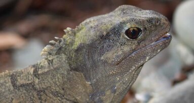 Comment un reptile de Nouvelle-Zélande peut-il nous parler de fausses dents ?