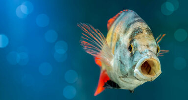 Narządy jamy ustnej ryb zdolne do regeneracji tkanek