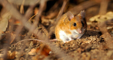 Des souris retrouvent la mémoire grâce à une greffe de cellules de l'odorat