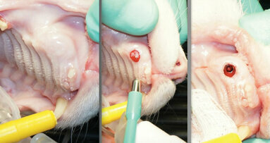Feline dental implants: New paradigm shift in maxillary cuspid extraction treatment planning