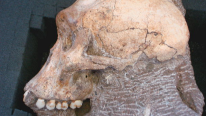 Прегледът на зъбите на вкаменелост идентифицира близък роднина на хората