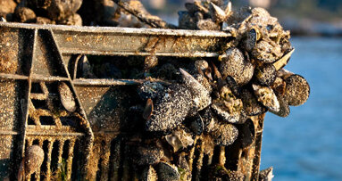 Mussels serve as model for innovative dental implant coating