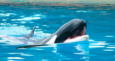 Appello degli animalisti del PETA agli Ortodontisti americani perché facciano rinviare la cerimonia di apertura del SeaWorld