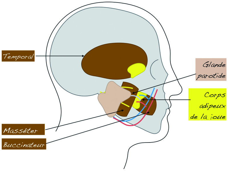 Fig. 4 : Relation du corps adipeux de la joue  avec les muscles et glandes.