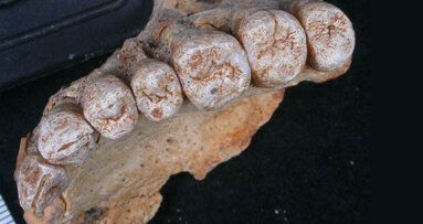 Discovery of fossilized jawbone rewrites dates of human migration