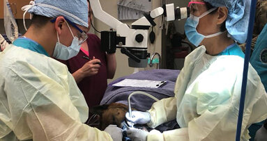 Military working dog undergoes root canal treatment