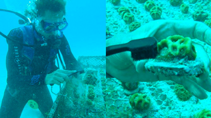 Restoring the coral reef with CURAPROX