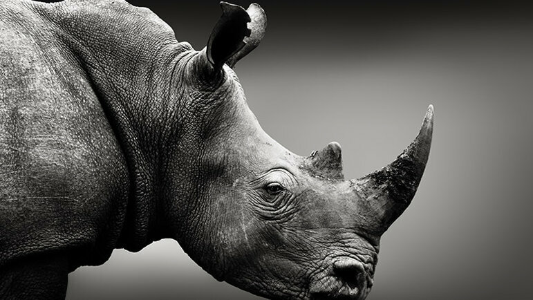 rhino tooth evolution