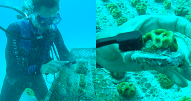 Restoring the coral reef with CURAPROX