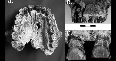 I denti rivelano che i primi umani erano destrimani