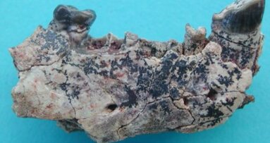 Les dents fossiles nous interpellent sur l'origine de l'homme