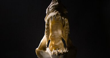 Prehistorik ve İlkçağlarda Fosil Dişler ve Diş Tedavilerine Genel Bir Bakış