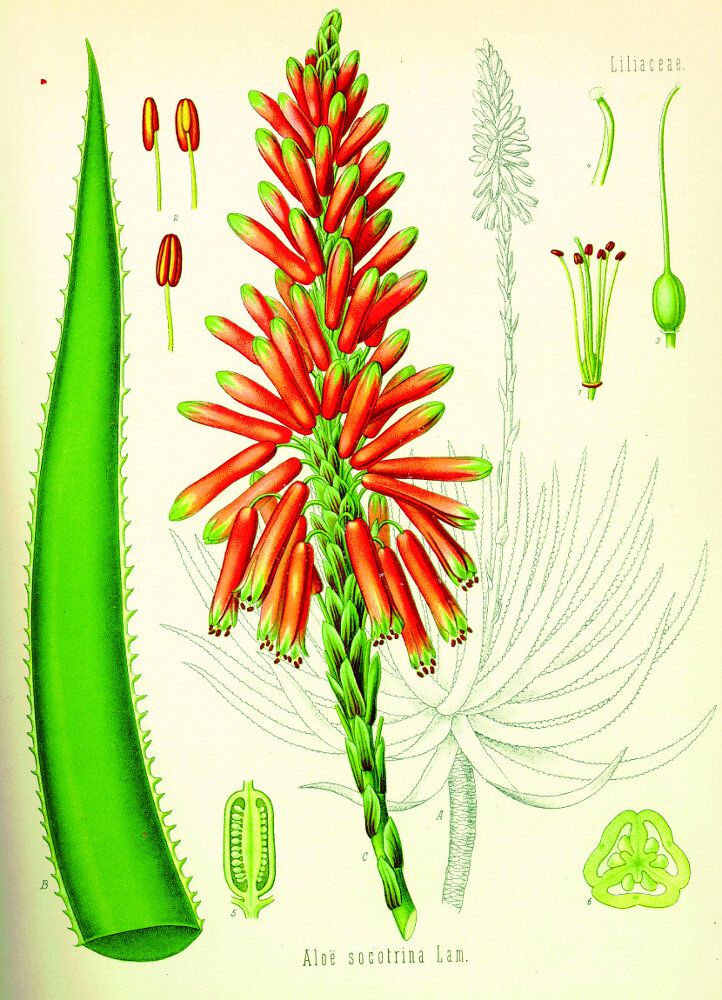 Aloe vera (Wikiphyto)