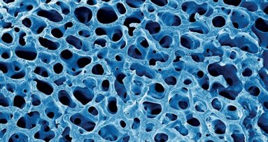 Biological and physical properties of bone block grafting biomaterials for alveolar ridge augmentation