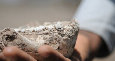 New human ancestor discovered in Ethiopia based on fossil teeth