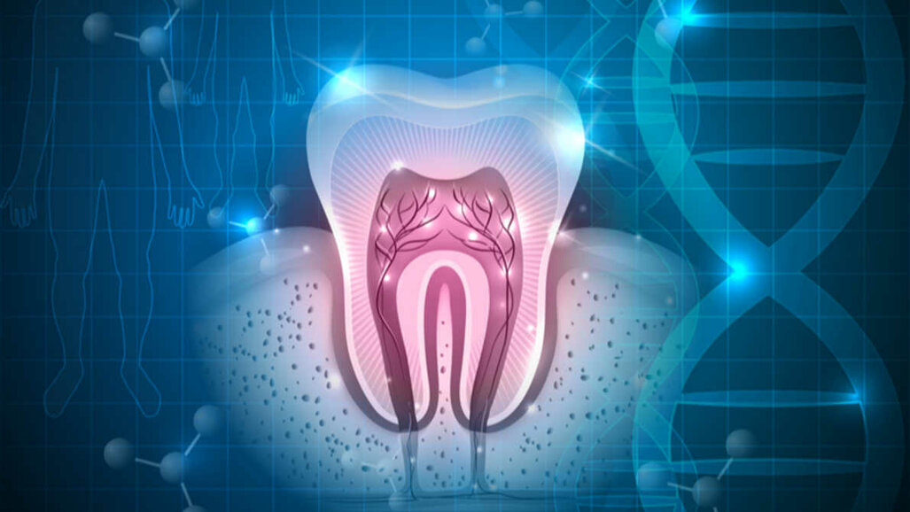 Novas pesquisas podem acelerar a Odontologia regenerativa