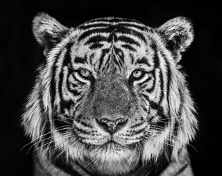 David Yarrow Exhibition Opening and Book Release at Samuel Lynne Galleries