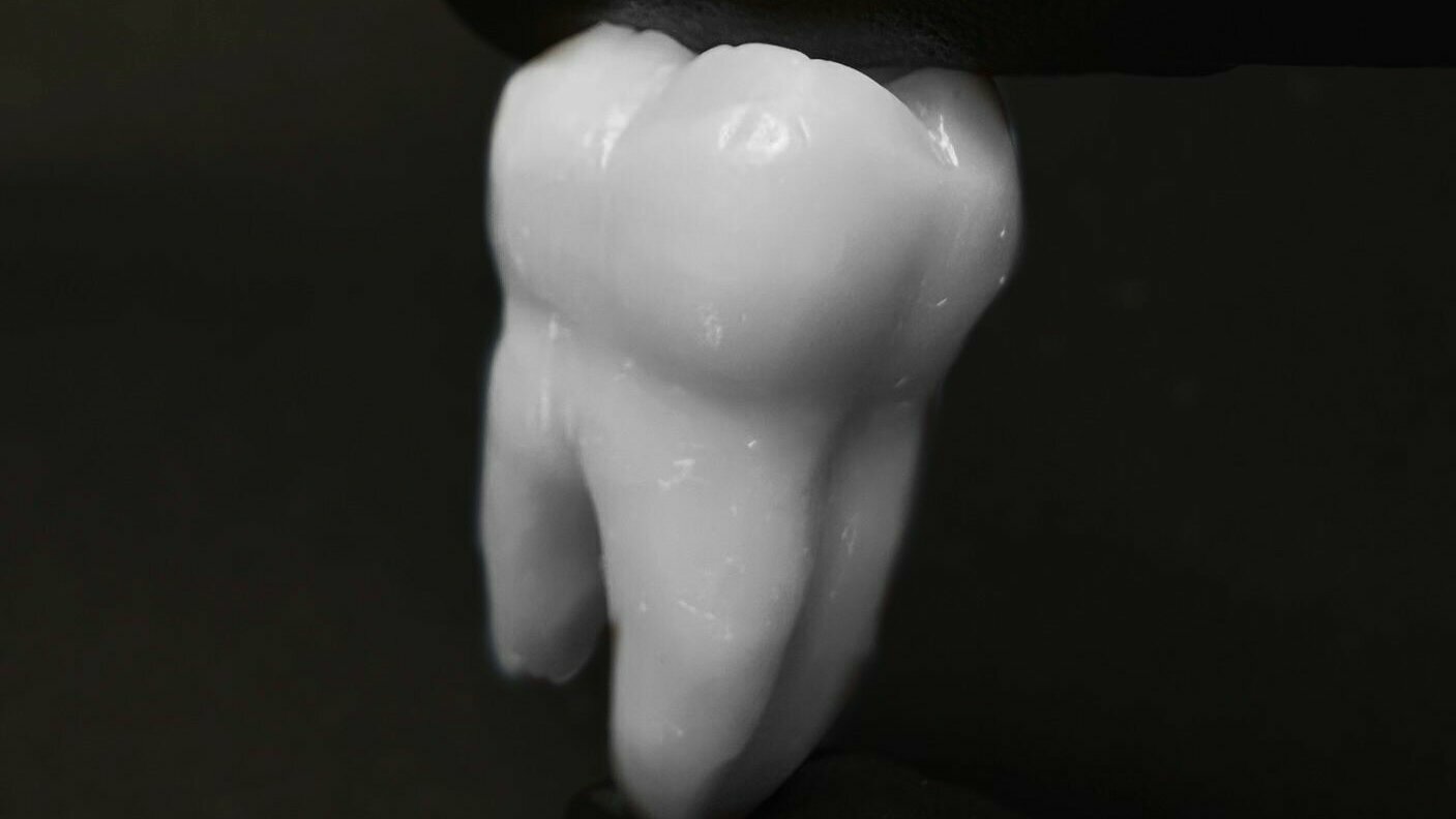 Tooth Morphology - Wax carving workshop (QMUL)